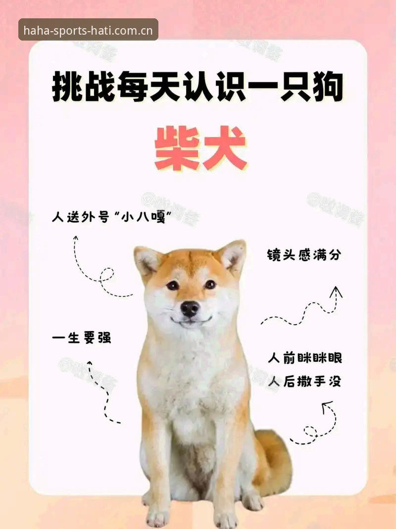 3个维度解析哈体体育可靠性：从v2.1.0版本看品牌安全逻辑
